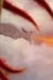 Nonton film Naruto Shippūden Season 8 Episode 167 terbaru di Dutamovie21 Nonton film Naruto Shippūden Season 8 Episode 167 terbaru di Dutamovie21
