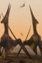 Nonton film Prehistoric Planet Season 1 Episode 2 terbaru di Dutamovie21 Nonton film Prehistoric Planet Season 1 Episode 2 terbaru di Dutamovie21