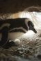 Nonton film Secrets of the Penguins Season 1 Episode 2 terbaru di Dutamovie21